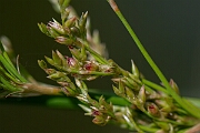 David Plant Photography - Wildlife Photography - Great soft rush - D