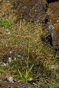 David Plant Photography - Wildlife Photography - Great wood-rush - D