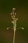 David Plant Photography - Wildlife Photography - Hairy wood-rush - A