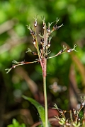 David Plant Photography - Wildlife Photography - Hairy wood-rush - C