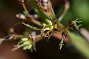David Plant Photography - Wildlife Photography - Hairy wood-rush - D