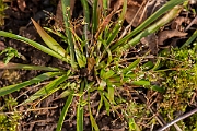 David Plant Photography - Wildlife Photography - Hairy wood-rush - H