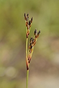 David Plant Photography - Wildlife Photography - Heath rush - A