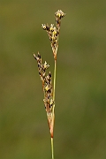 David Plant Photography - Wildlife Photography - Heath rush - B