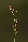 David Plant Photography - Wildlife Photography - Heath rush - D