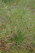 David Plant Photography - Wildlife Photography - Heath rush - E