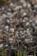 David Plant Photography - Wildlife Photography - Heath rush - F