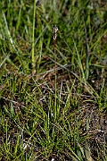 David Plant Photography - Wildlife Photography - Heath rush - G