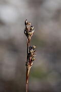 David Plant Photography - Wildlife Photography - Heath rush - H