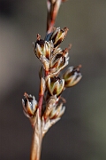David Plant Photography - Wildlife Photography - Heath rush - I