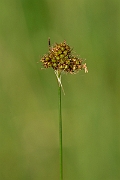 David Plant Photography - Wildlife Photography - Heath wood-rush - D