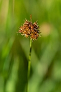 David Plant Photography - Wildlife Photography - Heath wood-rush - E
