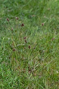 David Plant Photography - Wildlife Photography - Heath wood-rush - F