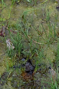 David Plant Photography - Wildlife Photography - Jointed rush - B