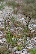 David Plant Photography - Wildlife Photography - Jointed rush - D
