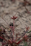 David Plant Photography - Wildlife Photography - Pigmy rush - C