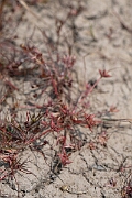 David Plant Photography - Wildlife Photography - Pigmy rush - D