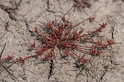 David Plant Photography - Wildlife Photography - Pigmy rush - L