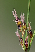 David Plant Photography - Wildlife Photography - Saltmarsh rush - G