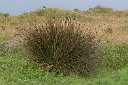 David Plant Photography - Wildlife Photography - Sharp rush - A