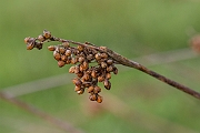 David Plant Photography - Wildlife Photography - Sharp rush - B