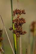 David Plant Photography - Wildlife Photography - Sharp rush - D