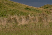 David Plant Photography - Wildlife Photography - Sharp rush - G