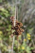 David Plant Photography - Wildlife Photography - Sharp rush - I