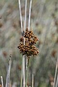 David Plant Photography - Wildlife Photography - Sharp rush - K