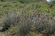 David Plant Photography - Wildlife Photography - Sharp rush - L
