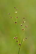David Plant Photography - Wildlife Photography - Sharp-flowered rush - A