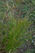 David Plant Photography - Wildlife Photography - Slender rush - B