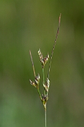 David Plant Photography - Wildlife Photography - Slender rush - F