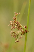 David Plant Photography - Wildlife Photography - Soft rush - A