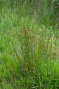 David Plant Photography - Wildlife Photography - Soft rush - B