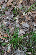 David Plant Photography - Wildlife Photography - Southern wood-rush - A