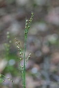 David Plant Photography - Wildlife Photography - Southern wood-rush - B