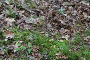 David Plant Photography - Wildlife Photography - Southern wood-rush - C