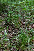 David Plant Photography - Wildlife Photography - Southern wood-rush - D