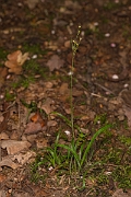 David Plant Photography - Wildlife Photography - Southern wood-rush - E
