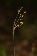David Plant Photography - Wildlife Photography - Southern wood-rush - I