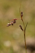 David Plant Photography - Wildlife Photography - Spiked wood-rush - B