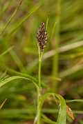 David Plant Photography - Wildlife Photography - Spiked wood-rush - C