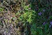 David Plant Photography - Wildlife Photography - Spiked wood-rush - G