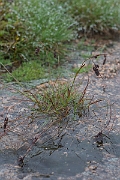 David Plant Photography - Wildlife Photography - Spiked wood-rush - I