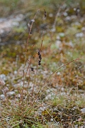 David Plant Photography - Wildlife Photography - Spiked wood-rush - J