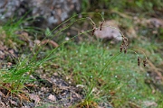 David Plant Photography - Wildlife Photography - Spiked wood-rush - K