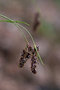 David Plant Photography - Wildlife Photography - Spiked wood-rush - L