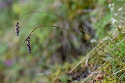 David Plant Photography - Wildlife Photography - Spiked wood-rush - M