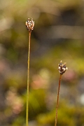 David Plant Photography - Wildlife Photography - Three-flowered rush - B